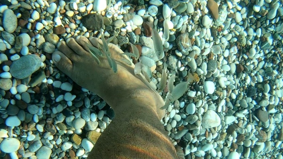 Antalya’da deniz kıyısında görülen balıklar, tedavi ediyor