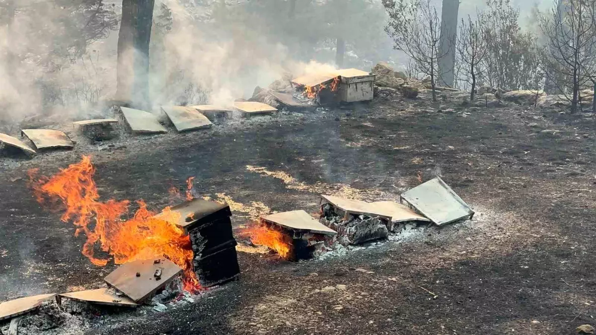 Muğla’da çıkan yangında 600 hektar alan zarar gördü