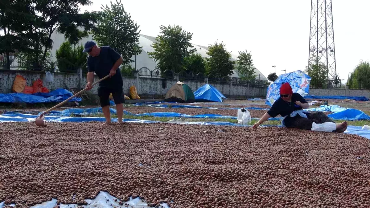 Ordu’da Fındık Hasadı ve Kurutma Süreci