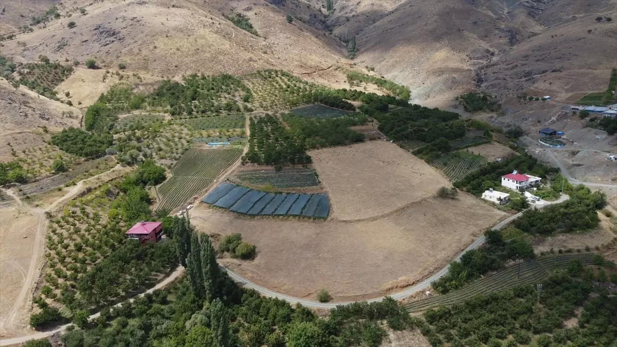 Pozantı’da Çilek Üretimi 900 Dekara Ulaştı