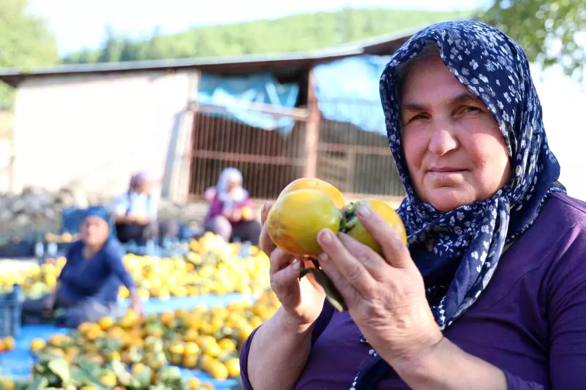 Kozan’da Devlet Destekli Trabzon Hurması Hasadı