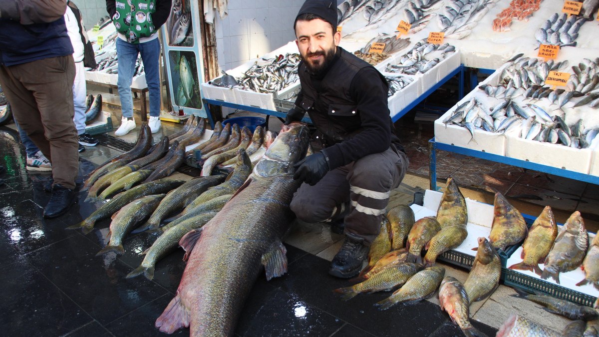 Batman’da 1 metre 65 santim uzunluğunda, tam 120 kilo: Kilosunu 350 liradan satıyorlar